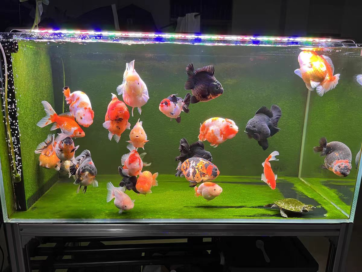 Aquarium Light With Optical Le - Marine Aquarium In Clearwater review and price